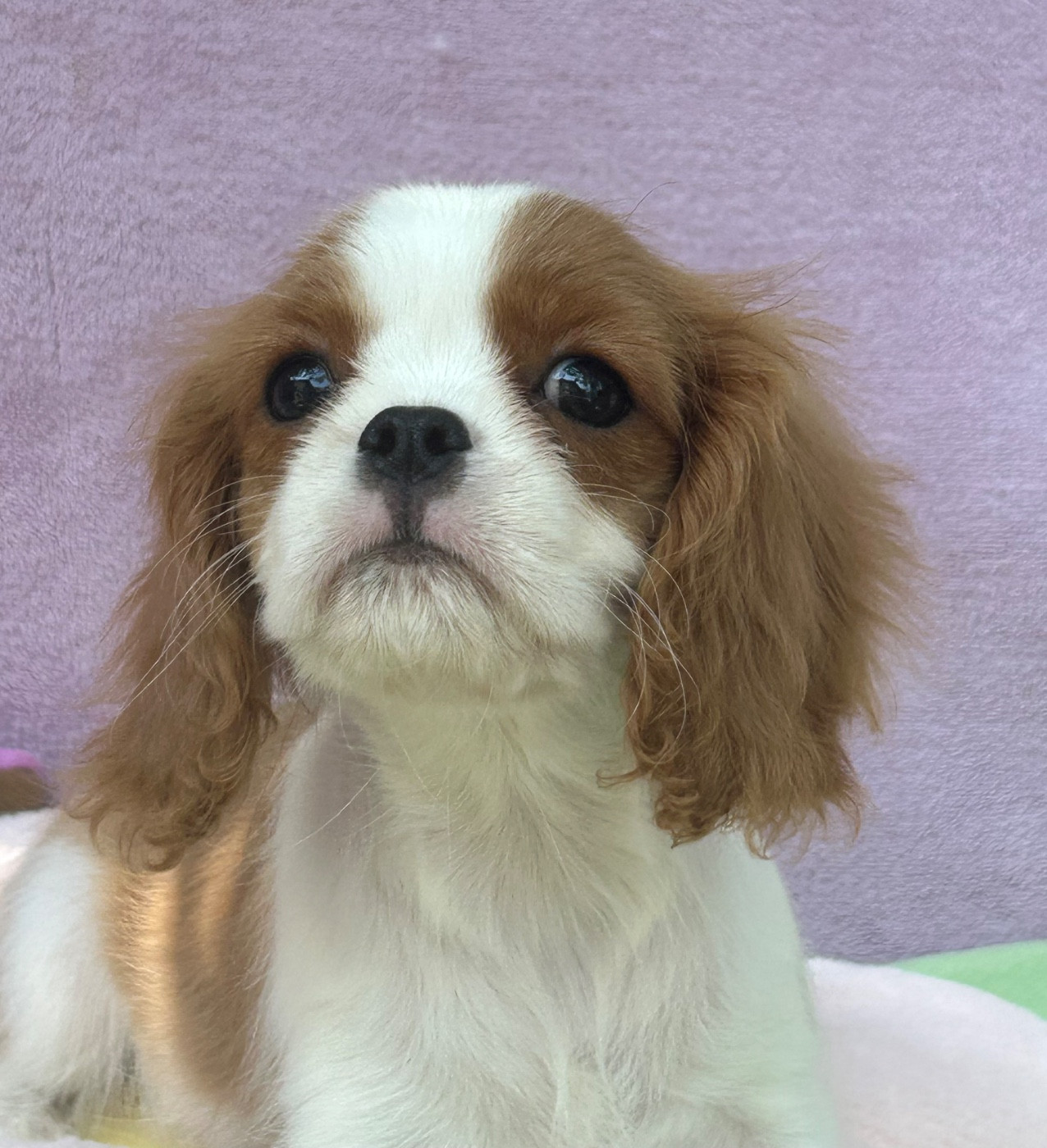 D'ysatis - Chiots disponibles - Cavalier King Charles Spaniel