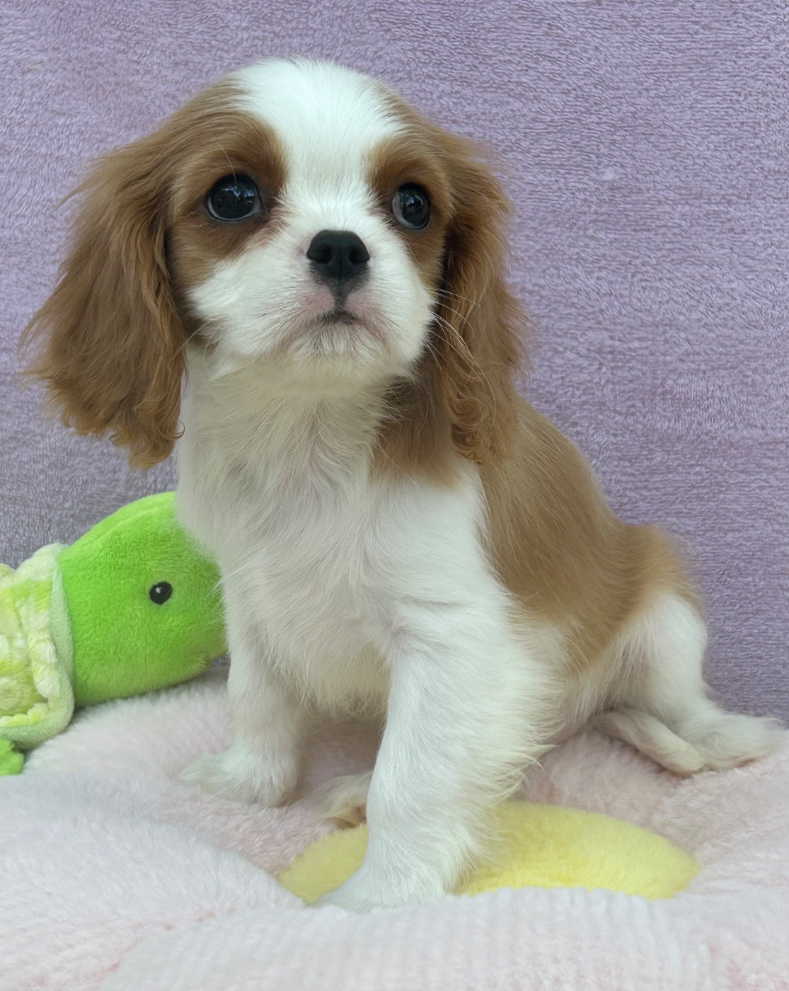 D'ysatis - Chiots disponibles - Cavalier King Charles Spaniel