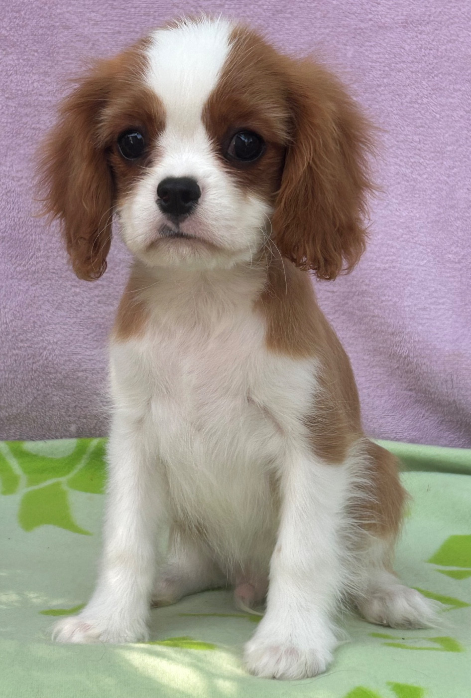 D'ysatis - Chiots disponibles - Cavalier King Charles Spaniel