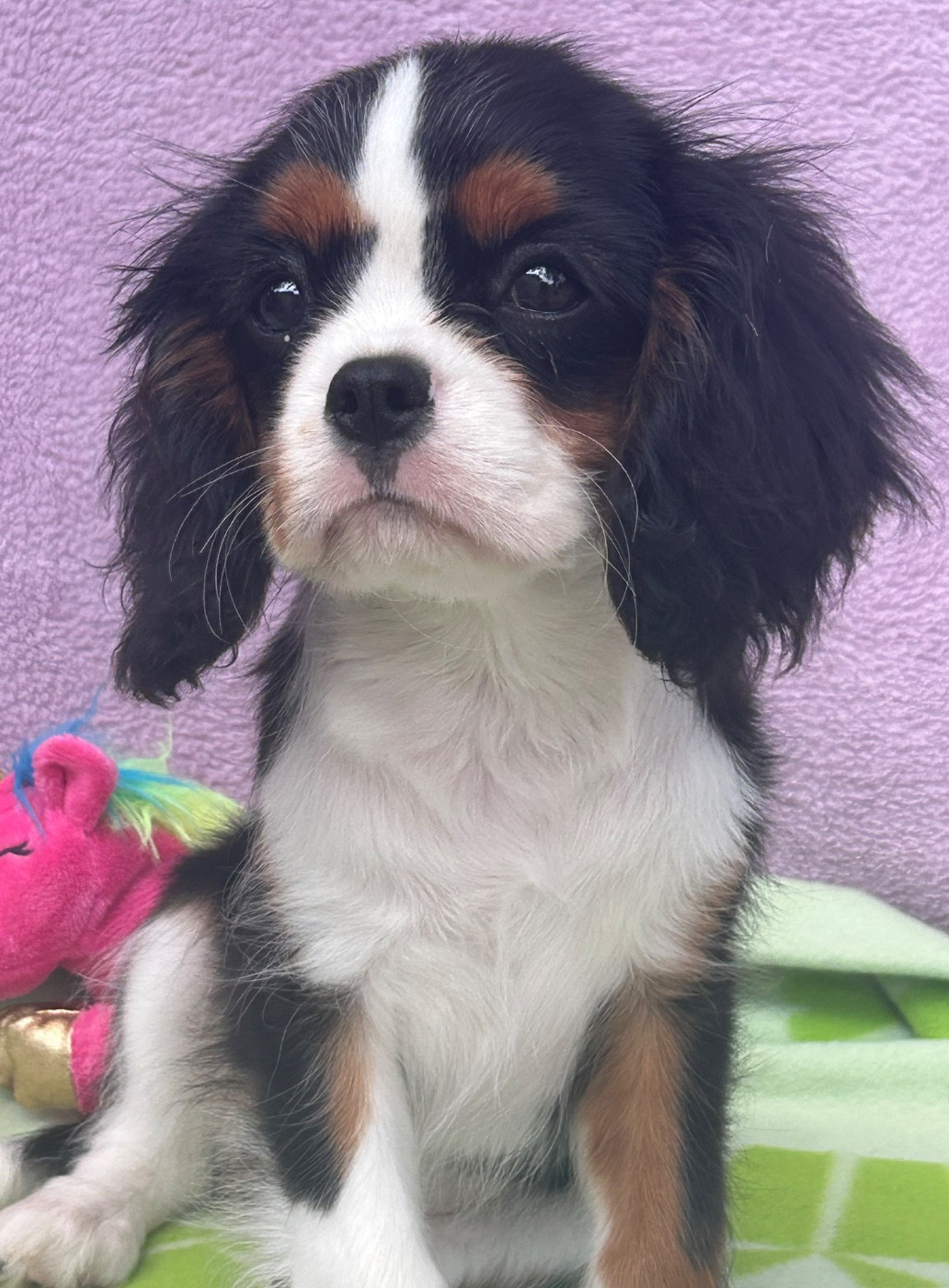 D'ysatis - Chiots disponibles - Cavalier King Charles Spaniel