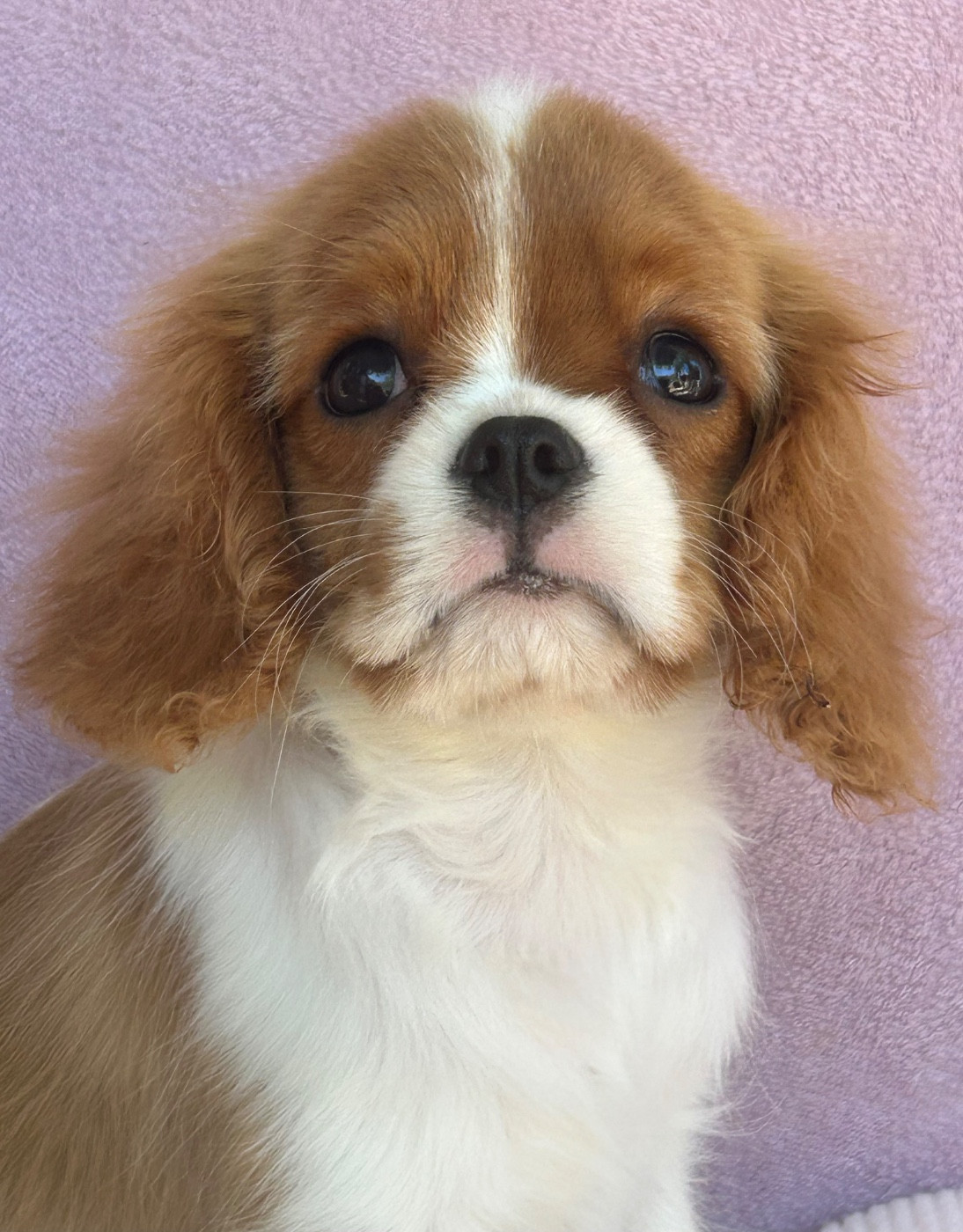 D'ysatis - Chiots disponibles - Cavalier King Charles Spaniel