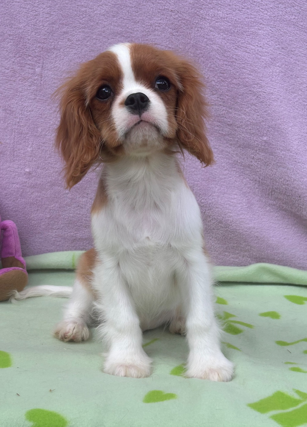 D'ysatis - Chiots disponibles - Cavalier King Charles Spaniel