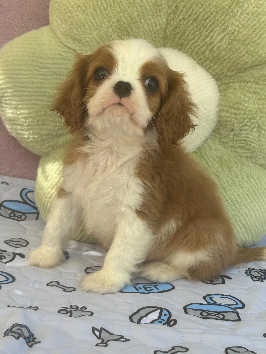 D'ysatis - Chiots disponibles - Cavalier King Charles Spaniel