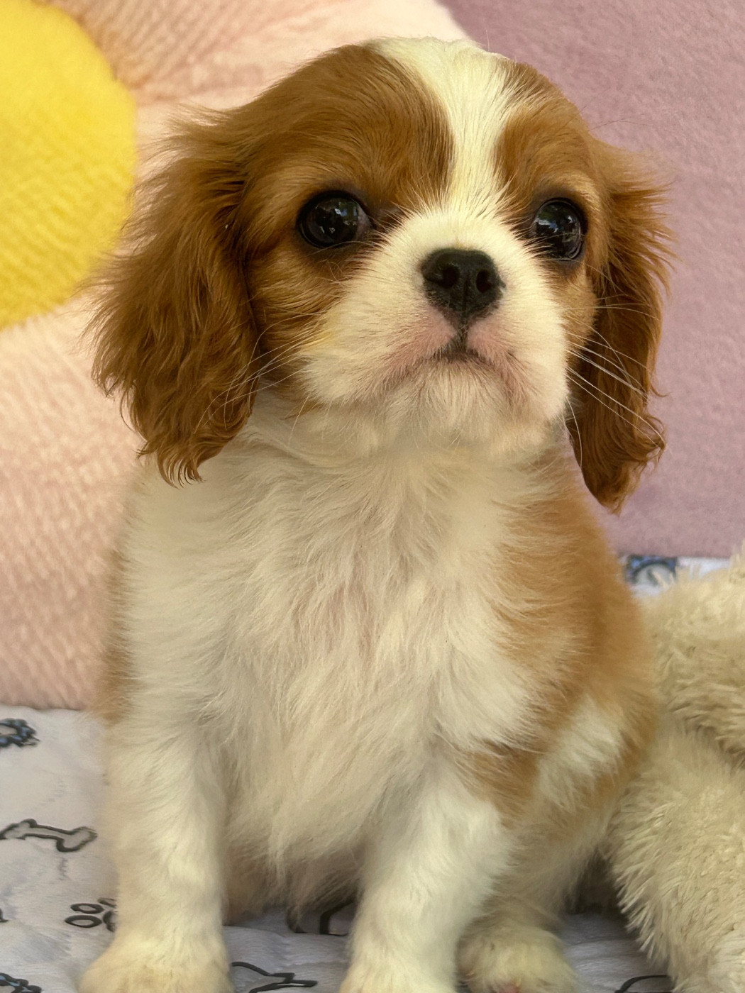 D'ysatis - Chiots disponibles - Cavalier King Charles Spaniel