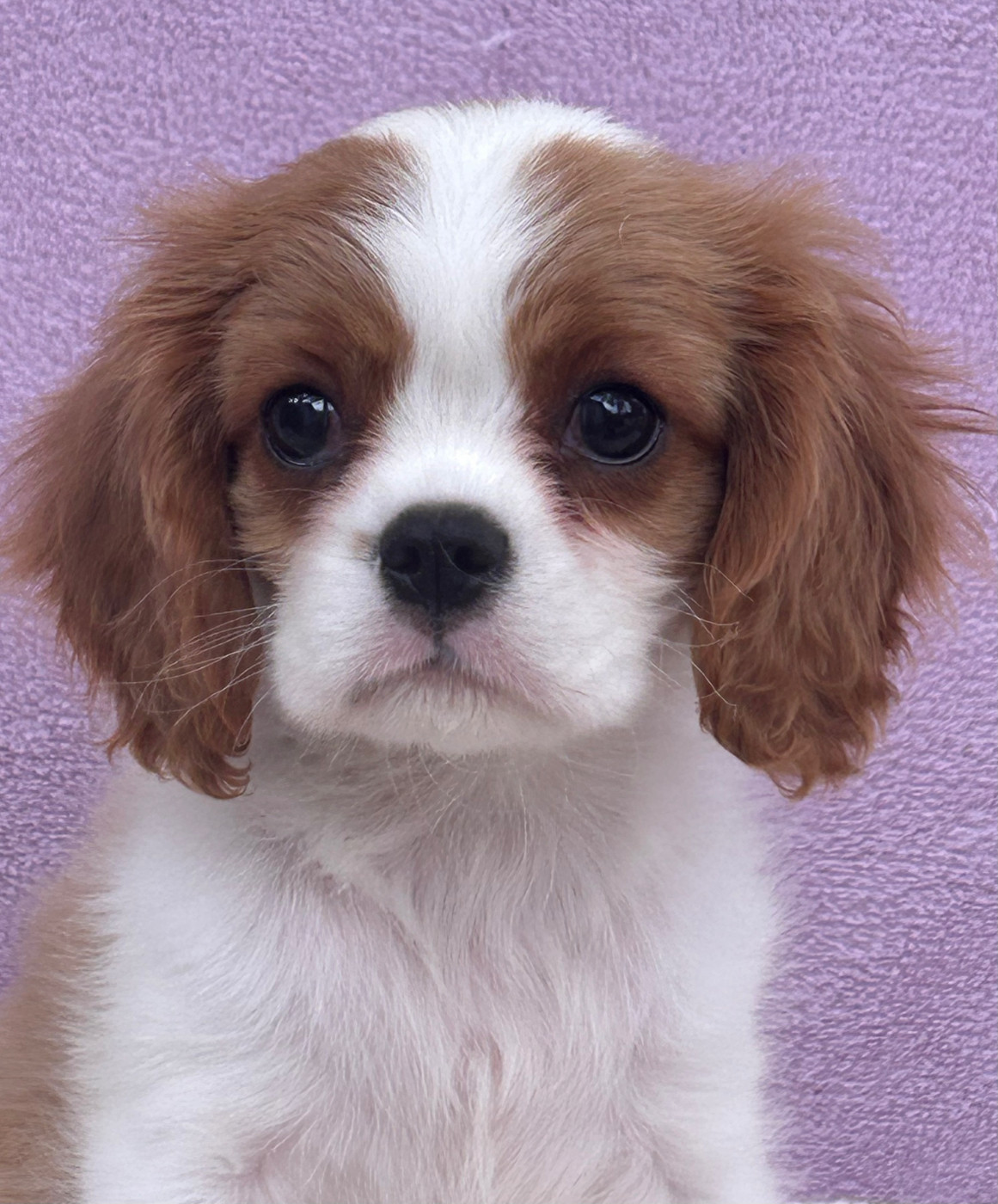 D'ysatis - Chiots disponibles - Cavalier King Charles Spaniel