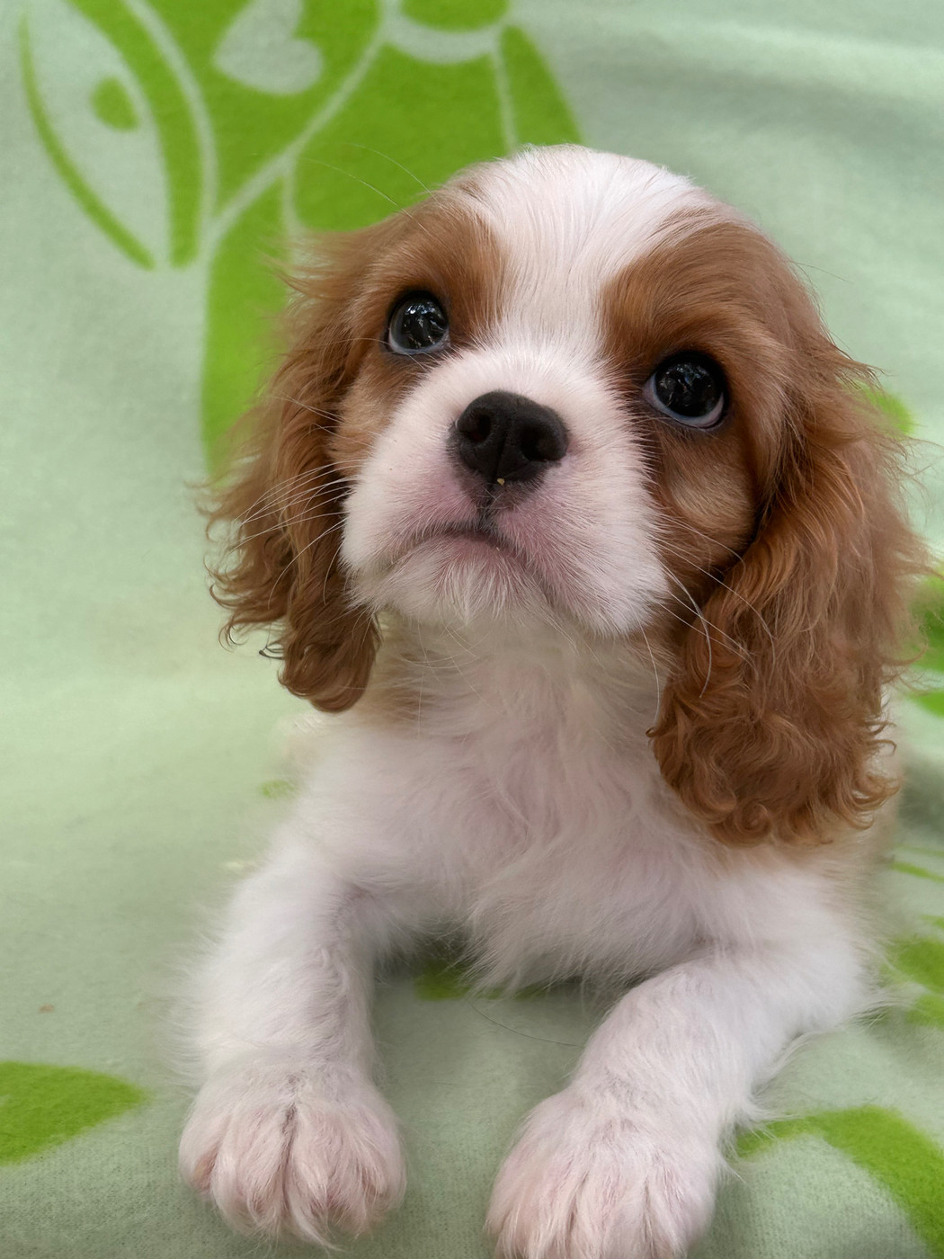 D'ysatis - Chiots disponibles - Cavalier King Charles Spaniel