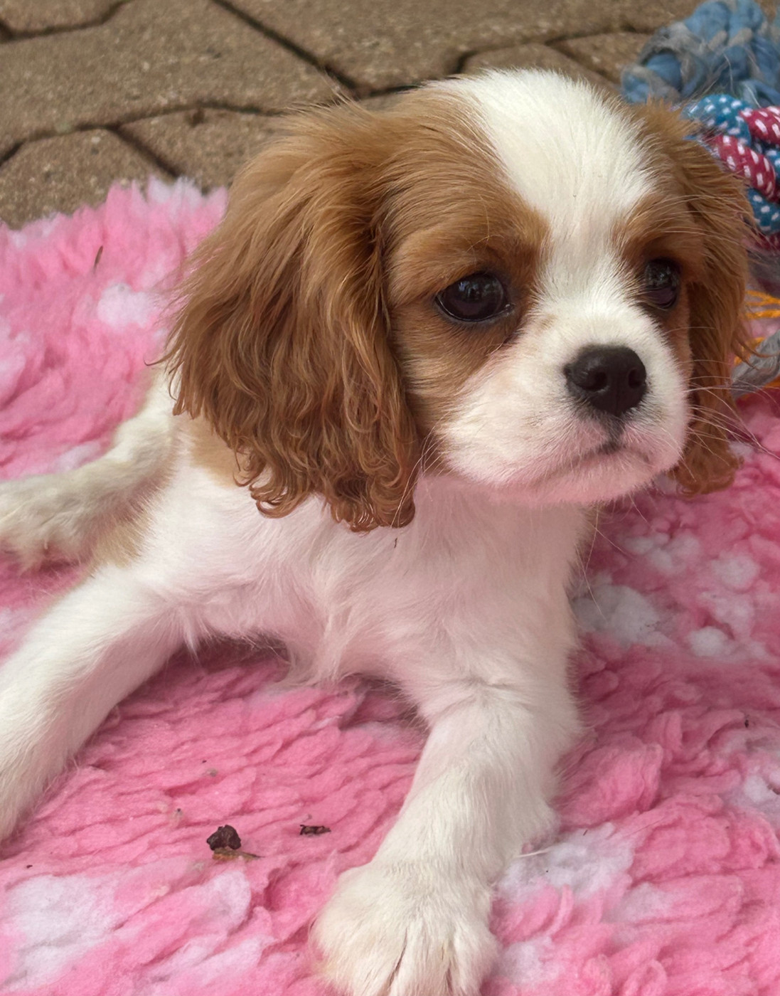 D'ysatis - Chiots disponibles - Cavalier King Charles Spaniel