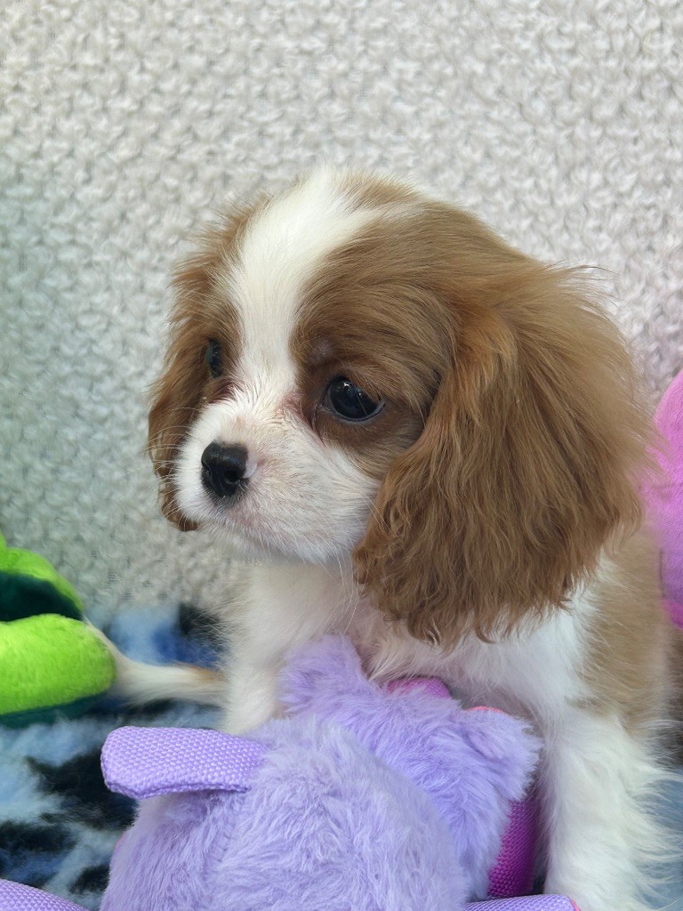D'ysatis - Chiots disponibles - Cavalier King Charles Spaniel