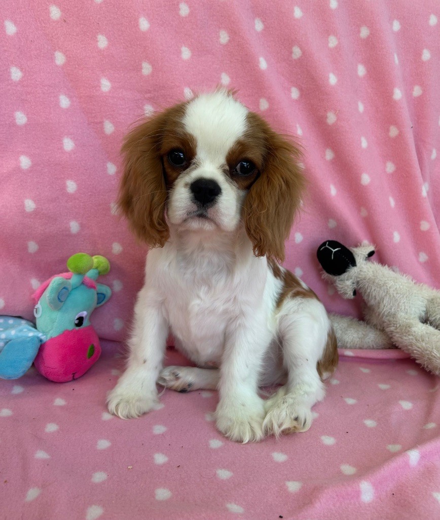 D'ysatis - Chiots disponibles - Cavalier King Charles Spaniel