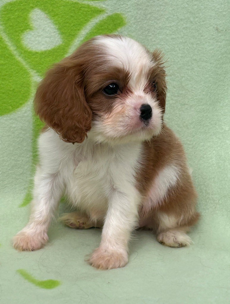 D'ysatis - Chiots disponibles - Cavalier King Charles Spaniel