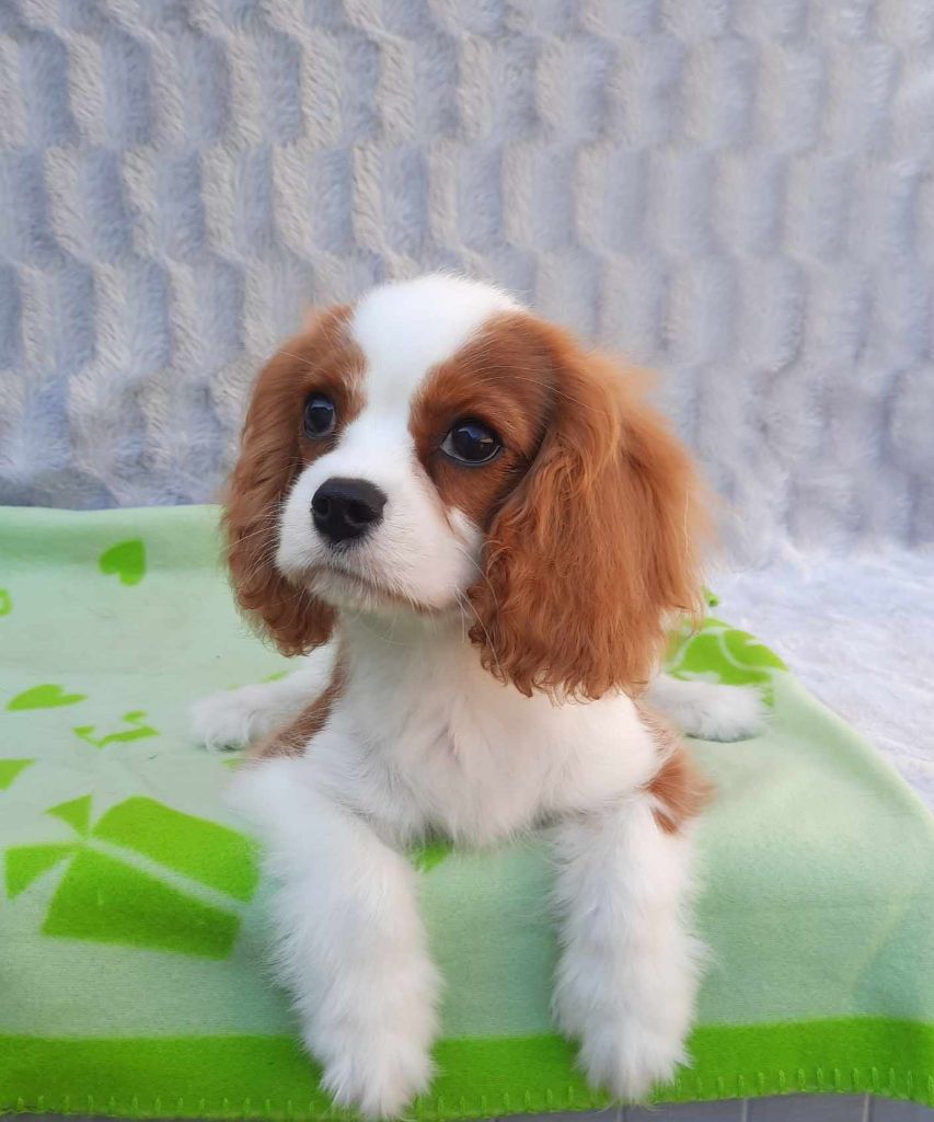 D'ysatis - Chiots disponibles - Cavalier King Charles Spaniel