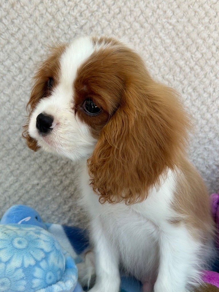 D'ysatis - Chiots disponibles - Cavalier King Charles Spaniel