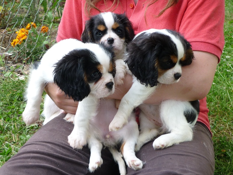 Chiot Cavalier King Charles Spaniel D'ysatis