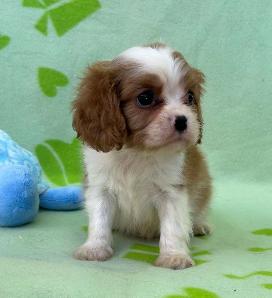 D'ysatis - Chiots disponibles - Cavalier King Charles Spaniel