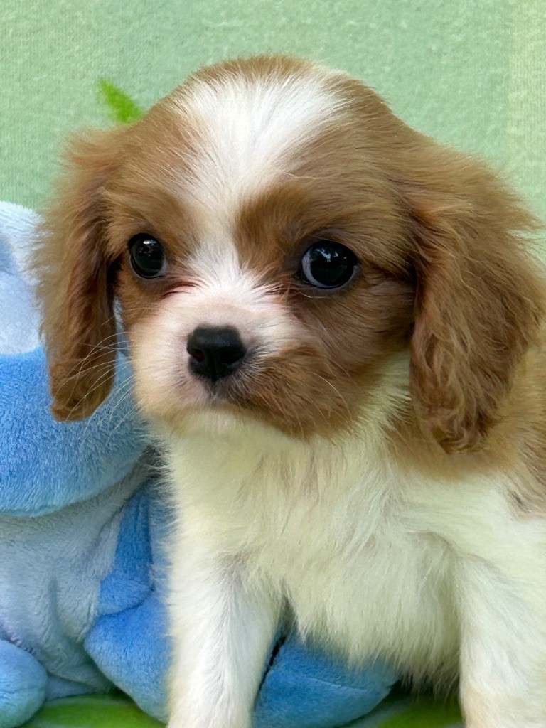D'ysatis - Chiots disponibles - Cavalier King Charles Spaniel