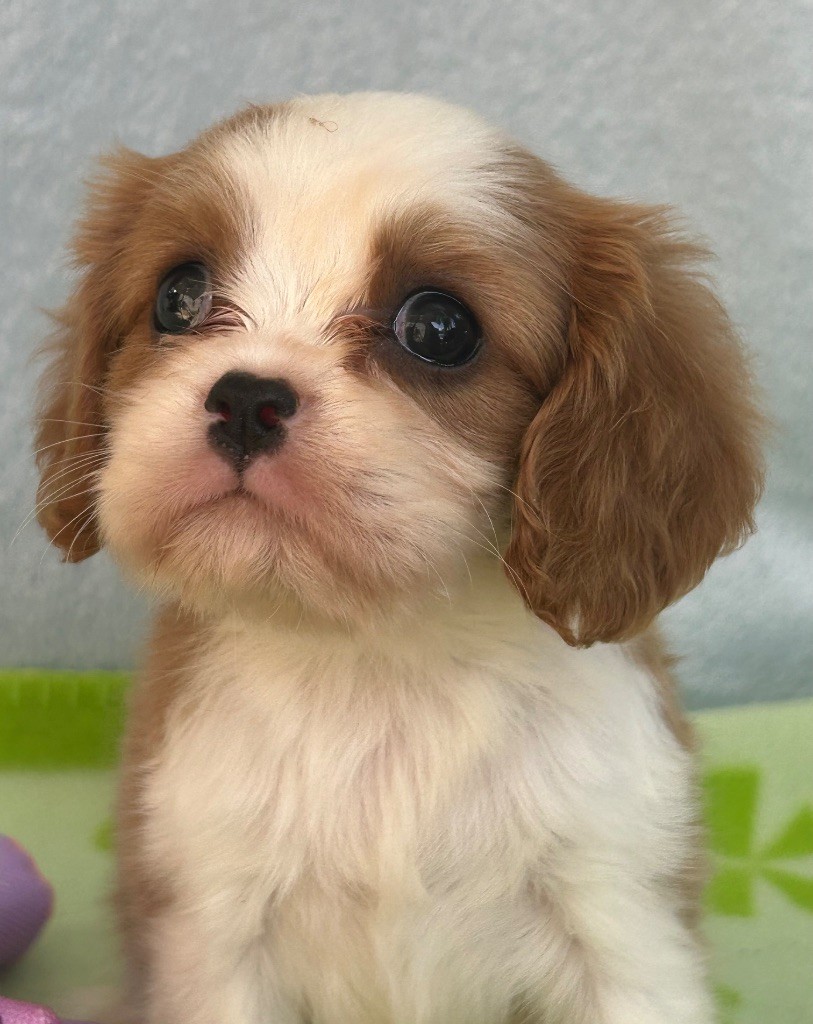 D'ysatis - Chiots disponibles - Cavalier King Charles Spaniel